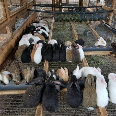 Rabbit farm near me - Say no to a muesli based diet! That Bunny Farm is a Proudly South African family business that is passionate about rabbits and their care. We develop and manufacture rabbit toys and accessories which enrich a rabbits environment. A bored rabbit becomes a naughty rabbit and it's our quest to educate people on a …